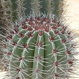 Pachycereus pringlei JL (very strong spines) larger available: ask / demander pour de plus grandes tailles